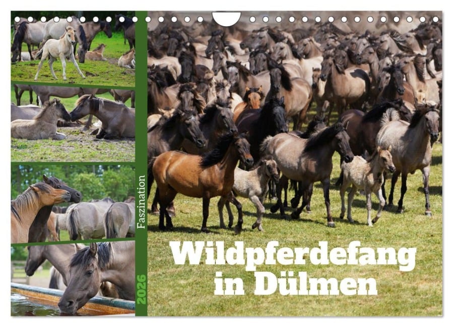 Faszination Wildpferdefang in Dülmen (Wandkalender 2026 DIN A4 quer), CALVENDO Monatskalender - Babett Paul - Babetts Bildergalerie