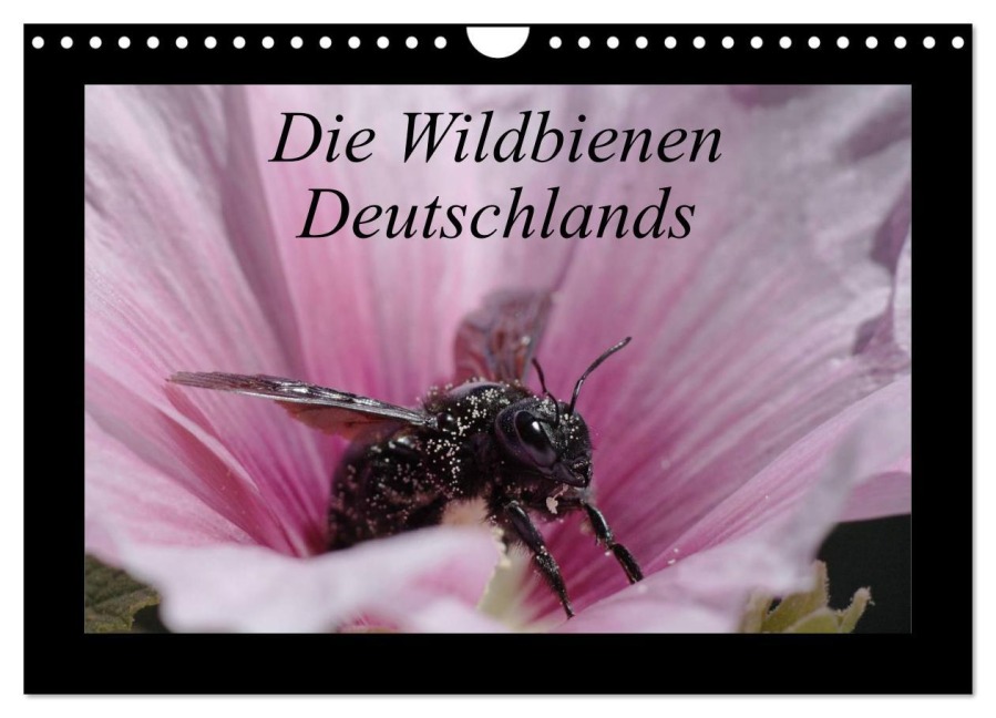 Die Wildbienen Deutschlands (Wandkalender 2026 DIN A4 quer), CALVENDO Monatskalender - Jeroen Everaars