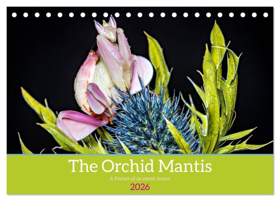 The Orchid Mantis (Desk Calendar 2026 DIN A5 landscape), CALVENDO 12 Month DeskCalendar - Roland Brack