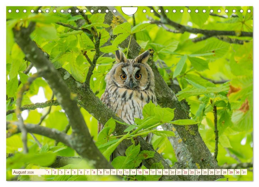 InsideView 13