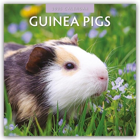 Guinea Pigs - Meerschweinchen 2025 - 16-Monatskalender - Robin Red