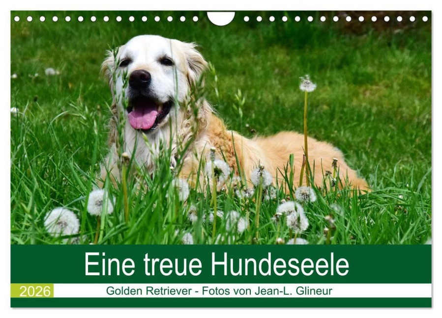 Eine treue Hundeseele - Golden Retriever (Wandkalender 2026 DIN A4 quer), CALVENDO Monatskalender - Jean-Louis Glineur