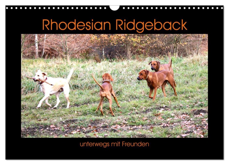 Rhodesian Ridgeback unterwegs mit Freunden (Wandkalender 2025 DIN A3 quer), CALVENDO Monatskalender - Dagmar Behrens