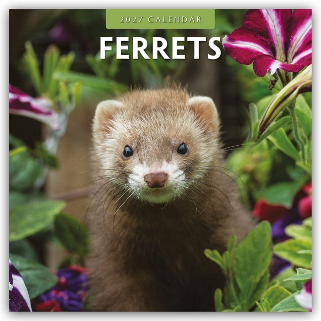 Ferrets - Frettchen 2027 - 16-Monatskalender - Robin Red