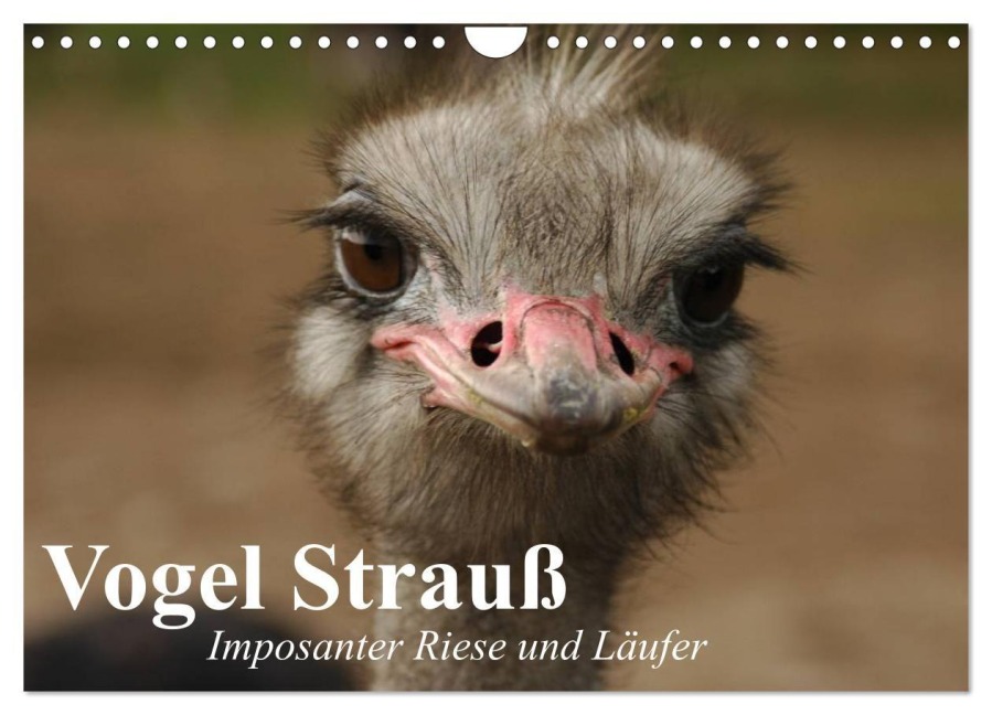 Vogel Strauß. Imposanter Riese und Läufer (Wandkalender 2027 DIN A4 quer), CALVENDO Monatskalender - Elisabeth Stanzer