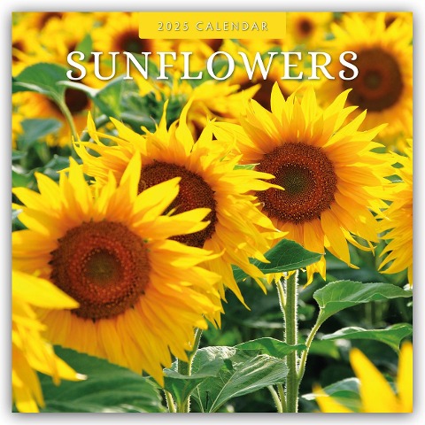 Sunflowers - Sonnenblumen 2025 - 16-Monatskalender - Robin Red