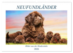 Neufundländer - Bilder aus der Kinderstube (Wandkalender 2026 DIN A2 quer), CALVENDO Monatskalender - Sigrid Starick