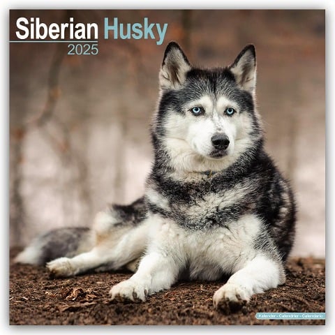 Siberian Husky - Sibirische Huskys 2025 - 16-Monatskalender - Avonside Publishing Ltd