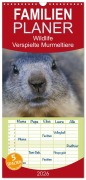 Cover-Bild zum Titel 'Familienplaner 2026 - Wildlife - Verspielte Murmeltiere mit 5 Spalten (Wandkalender, 21 x 45 cm) CALVENDO' von 'Susan Michel CH'