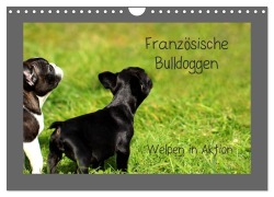 Cover-Bild zum Titel 'Französische Bulldoggen (Wandkalender 2026 DIN A4 quer), CALVENDO Monatskalender' von 'Heike Hultsch'