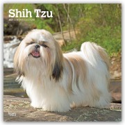 Cover-Bild zum Titel 'Shih Tzu 2027 - 16-Monatskalender' von 'Browntrout Publishers'