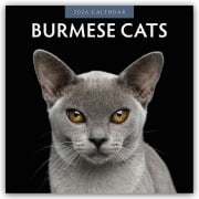 Burmese Cats - Burma-Katzen - Burmese 2026 - 16-Monatskalender - Robin Red