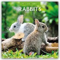 Rabbits - Hasen - Kaninchen 2025 - 16-Monatskalender - 