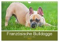Französische Bulldogge - Kleine Helden auf vier Pfoten (Wandkalender 2025 DIN A4 quer), CALVENDO Monatskalender - Sigrid Starick