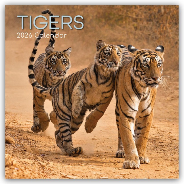 Tigers - Tiger 2026 - 16-Monatskalender - The Gifted