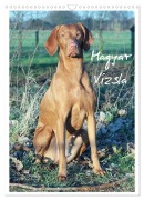 Cover-Bild zum Titel 'Magyar Vizsla (Wandkalender 2027 DIN A3 hoch), CALVENDO Monatskalender' von 'Barbara Mielewczyk'