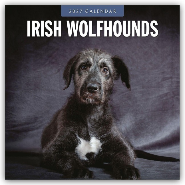 Irish Wolfhounds - Irischer Wolfshund 2027 - 16-Monatskalender - Robin Red