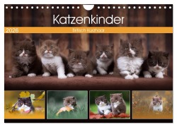 Cover-Bild zum Titel 'Katzenkinder - Britisch Kurzhaar (Wandkalender 2026 DIN A4 quer), CALVENDO Monatskalender' von 'Wabi Sabi Fotografie by Janina Bürger'