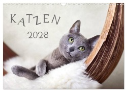 Katzen 2026 (Wandkalender 2026 DIN A3 quer), CALVENDO Monatskalender - Nailia Schwarz
