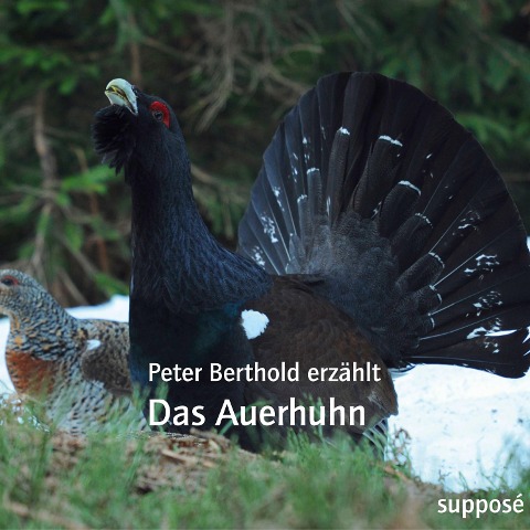 Das Auerhuhn - Peter Berthold, Klaus Sander