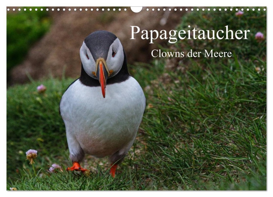 Papageitaucher Clowns der Meere (Wandkalender 2026 DIN A3 quer), CALVENDO Monatskalender - Leon Uppena