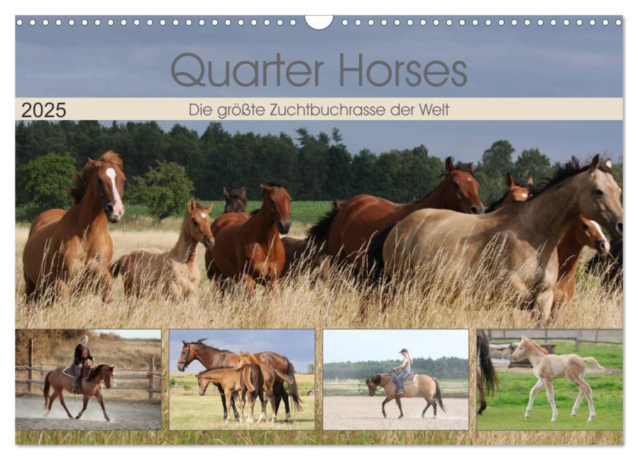 Quarter Horses - Die größte Zuchtbuchrasse der Welt (Wandkalender 2025 DIN A3 quer), CALVENDO Monatskalender - B. Mielewczyk