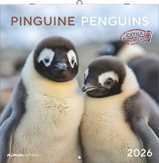 Pinguine 2026 - Broschürenkalender 30x30 cm (30x60 geöffnet) - Kalender mit Platz für Notizen - Penguins - Bildkalender - Wandplaner - Wandkalender - 