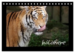 Cover-Bild zum Titel 'Wildtiere (Tischkalender 2026 DIN A5 quer), CALVENDO Monatskalender' von 'Katrin Zeller Und Christian Kiedy'