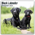 Black Labrador Retriever - Schwarzer Labrador 2025 - 16-Monatskalender - Avonside Publishing Ltd