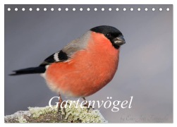 Cover-Bild zum Titel 'Vögel aus dem Garten (Tischkalender 2026 DIN A5 quer), CALVENDO Monatskalender' von 'Em-Jott Fotografie'