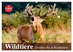 Wildtiere. Heimische Schönheiten (Wandkalender 2025 DIN A2 quer), CALVENDO Monatskalender - Elisabeth Stanzer