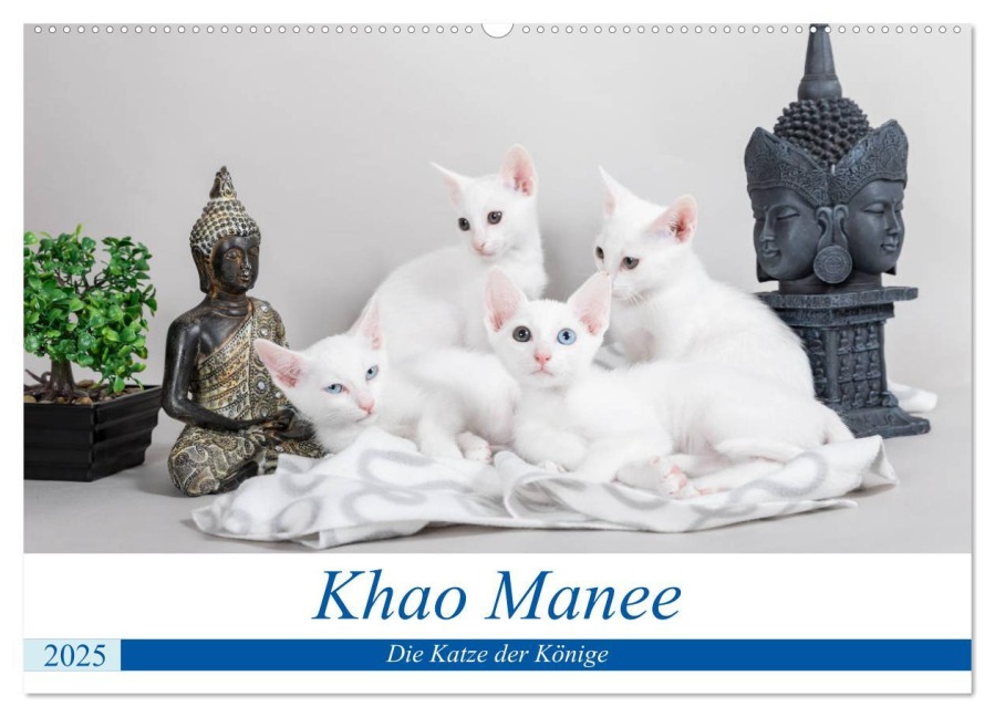 Khao Manee - Die Katze der Könige (Wandkalender 2025 DIN A2 quer), CALVENDO Monatskalender - Fotodesign Verena Scholze