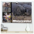 Faszination Minischweine (hochwertiger Premium Wandkalender 2024 DIN A2 quer), Kunstdruck in Hochglanz - Babett Paul - Babetts Bildergalerie