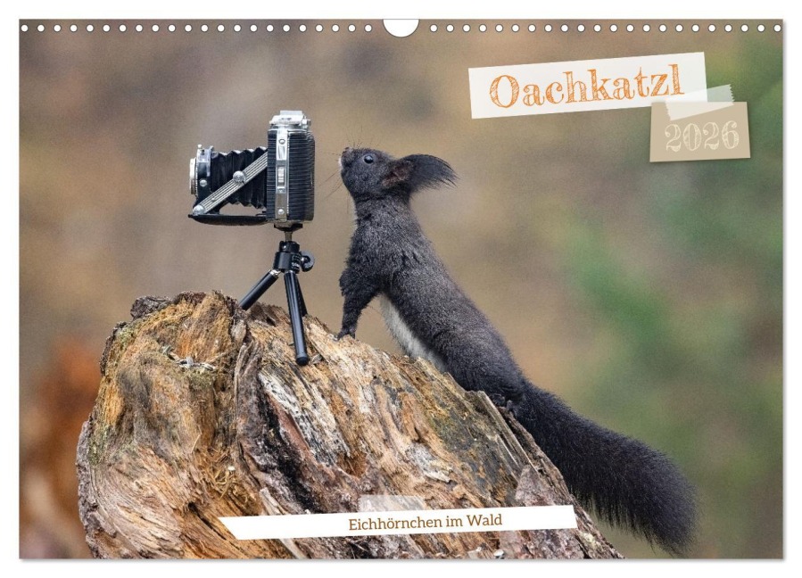 Oachkatzl (Wandkalender 2026 DIN A3 quer), CALVENDO Monatskalender - Andreas Müller Fotografie