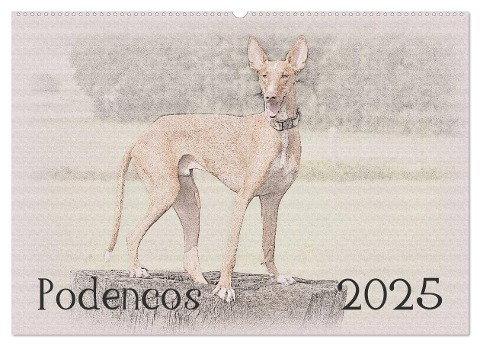 Podencos 2025 (Wandkalender 2025 DIN A2 quer), CALVENDO Monatskalender - Andrea Redecker