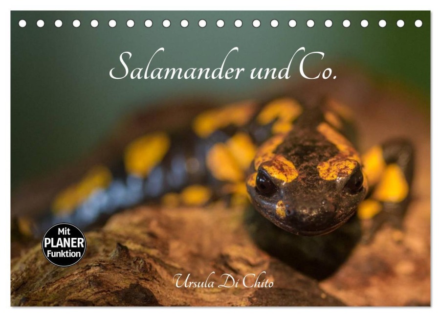 Salamander und Co. (Tischkalender 2025 DIN A5 quer), CALVENDO Monatskalender - Ursula Di Chito
