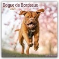 Dogue de Bordeaux - Bordeauxdoggen 2025 - 16-Monatskalender - Avonside Publishing Ltd.