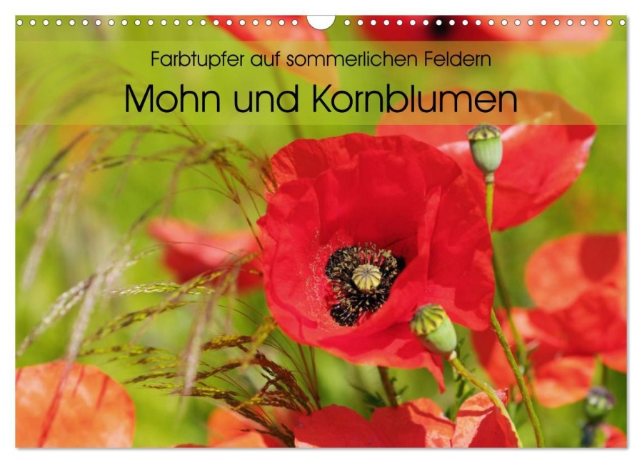 Farbtupfer auf sommerlichen Feldern - Mohn und Kornblumen (Wandkalender 2026 DIN A3 quer), CALVENDO Monatskalender - Anja Frost