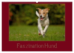 Cover-Bild zum Titel 'Faszination Hund (Wandkalender 2026 DIN A2 quer), CALVENDO Monatskalender' von 'Tierfotografie Bischof Bischof'
