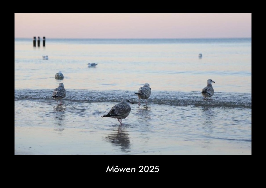 Möwen 2025 Fotokalender DIN A3 - Tobias Becker