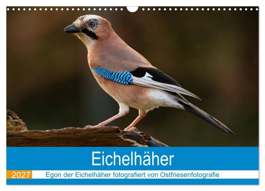 Eichelhäher - Egon der Eichelhäher fotografiert von Ostfriesenfotografie (Wandkalender 2027 DIN A3 quer), CALVENDO Monatskalender - Christina Betten - Ostfriesenfotografie