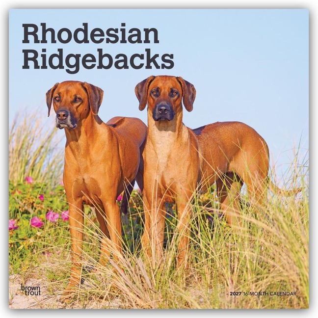 Rhodesian Ridgebacks - Rhodesian Ridgeback 2027 - 16-Monatskalender - Browntrout Publishers
