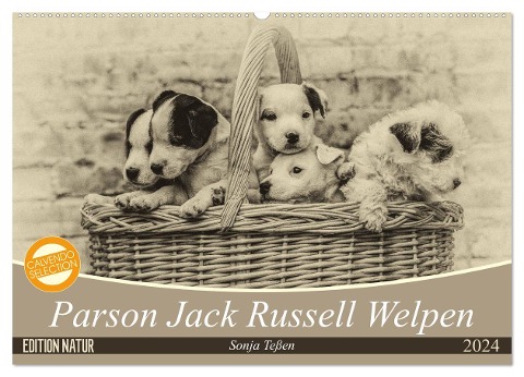 Parson Jack Russel Welpen (Wandkalender 2024 DIN A2 quer), CALVENDO Monatskalender - Sonja Teßen