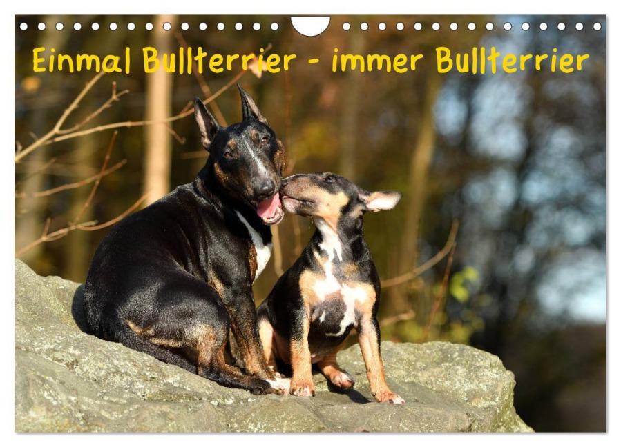 Einmal Bullterrier - immer Bullterrier (Wandkalender 2026 DIN A4 quer), CALVENDO Monatskalender - Yvonne Janetzek