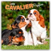 Cavalier King Charles Spaniel Puppies - Cavalier King Charles Spaniel Welpen 2026 - 16-Monatskalender - Browntrout Publishers