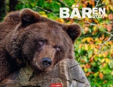 Cover-Bild zum Titel 'Bären Kalender 2027' von ''