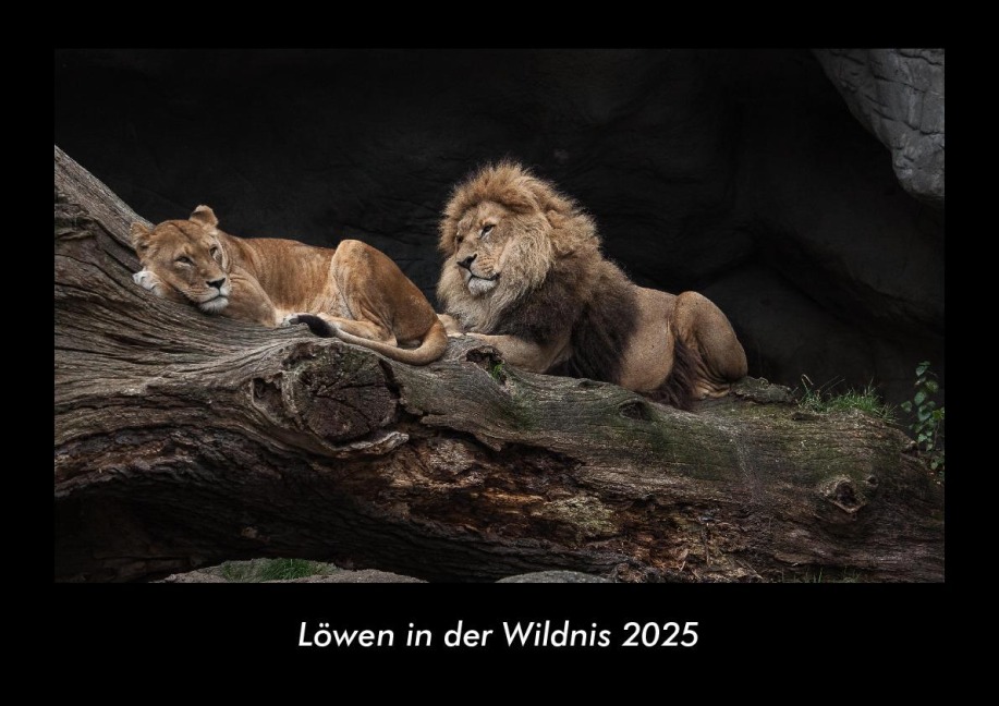 Löwen in der Wildnis 2025 Fotokalender DIN A3 - Tobias Becker