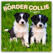 Border Collie Puppies - Border Collie Welpen 2026 - 16-Monatskalender - Browntrout Publishers
