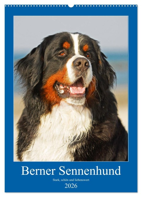 Berner Sennenhund - stark , schön und liebenswert (Wandkalender 2026 DIN A2 hoch), CALVENDO Monatskalender - Sigrid Starick