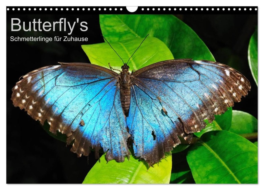 Butterfly's - Schmetterlinge für Zuhause (Wandkalender 2026 DIN A3 quer), CALVENDO Monatskalender - Uwe Bade